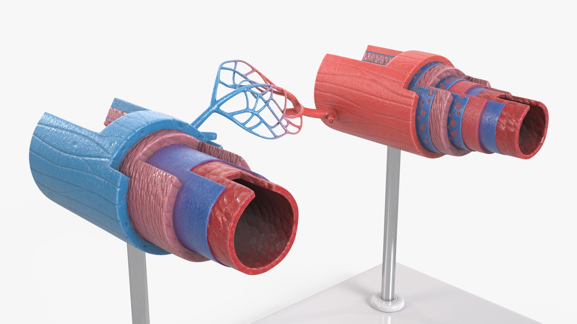Anatomical Model Blood Vessels in Section on Shaft 3D https://p.turbosquid.com/ts-thumb/Wr/qTm4l5/Fd/anatomical_model_blood_vessels_in_section_on_shaft_005/jpg/1744320655/1920x1080/fit_q87/972d6728131e11b040b17803657c265a204346a5/anatomical_model_blood_vessels_in_section_on_shaft_005.jpg