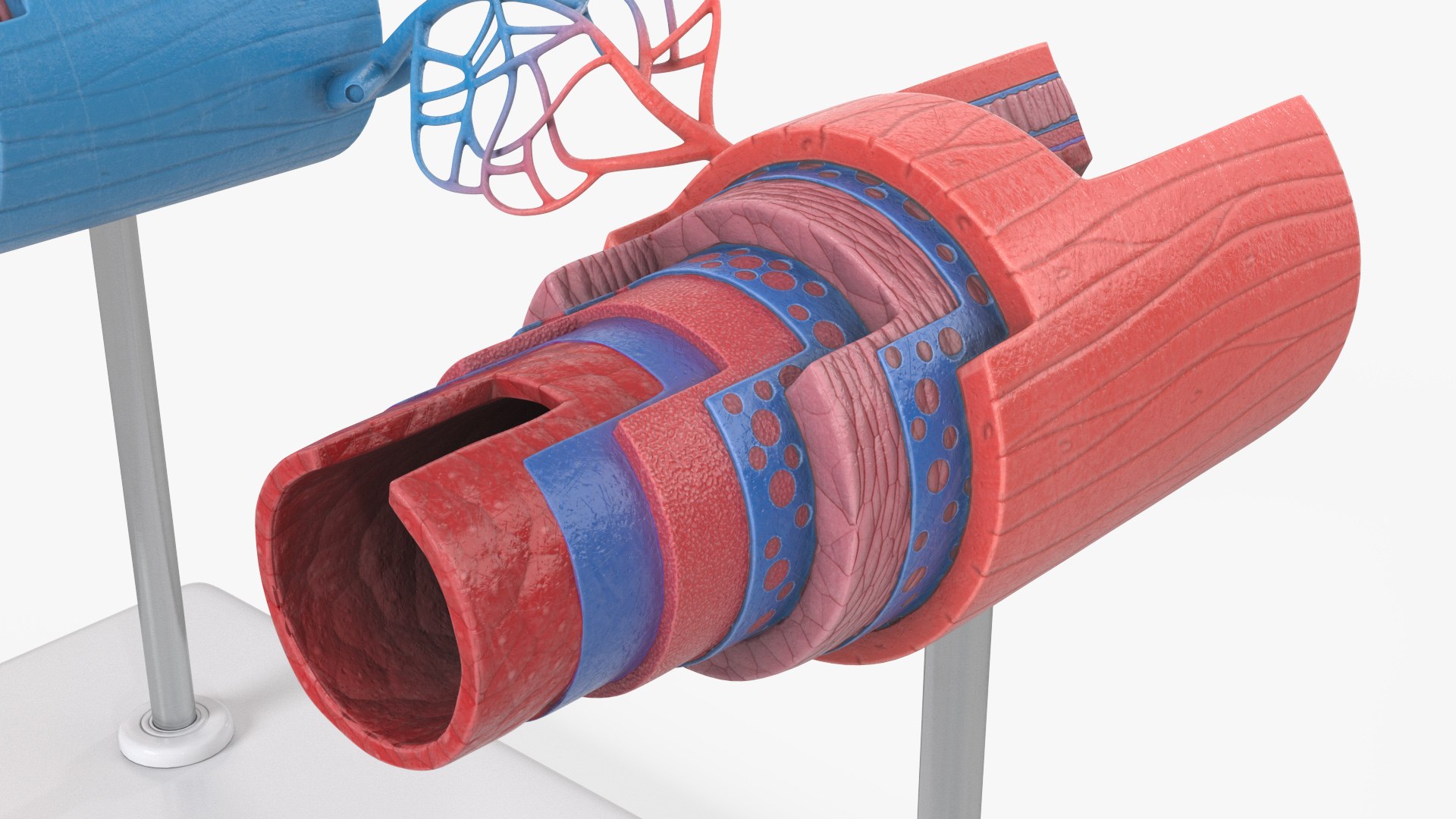 Anatomical Model Blood Vessels in Section on Shaft 3D https://p.turbosquid.com/ts-thumb/Wr/qTm4l5/IV/anatomical_model_blood_vessels_in_section_on_shaft_008/jpg/1744320668/1920x1080/fit_q87/83f96d41bb9bf1acb4f76041a82f328a4bb234b5/anatomical_model_blood_vessels_in_section_on_shaft_008.jpg