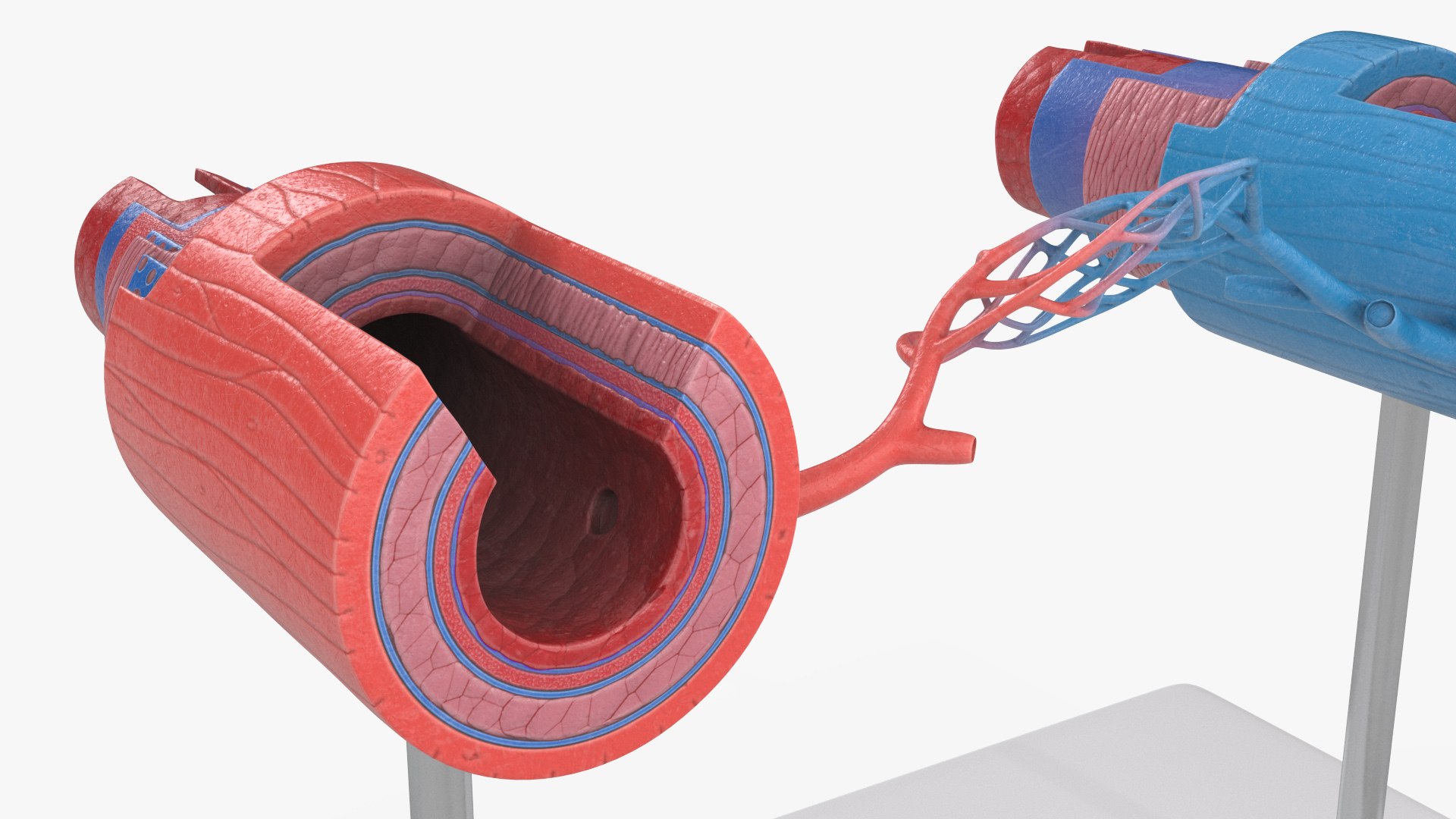 Anatomical Model Blood Vessels in Section on Shaft 3D https://p.turbosquid.com/ts-thumb/Wr/qTm4l5/TP/anatomical_model_blood_vessels_in_section_on_shaft_007/jpg/1744320663/1920x1080/fit_q87/1c5820a27303ace5d9894622fb34e9d2dfa8fbbc/anatomical_model_blood_vessels_in_section_on_shaft_007.jpg