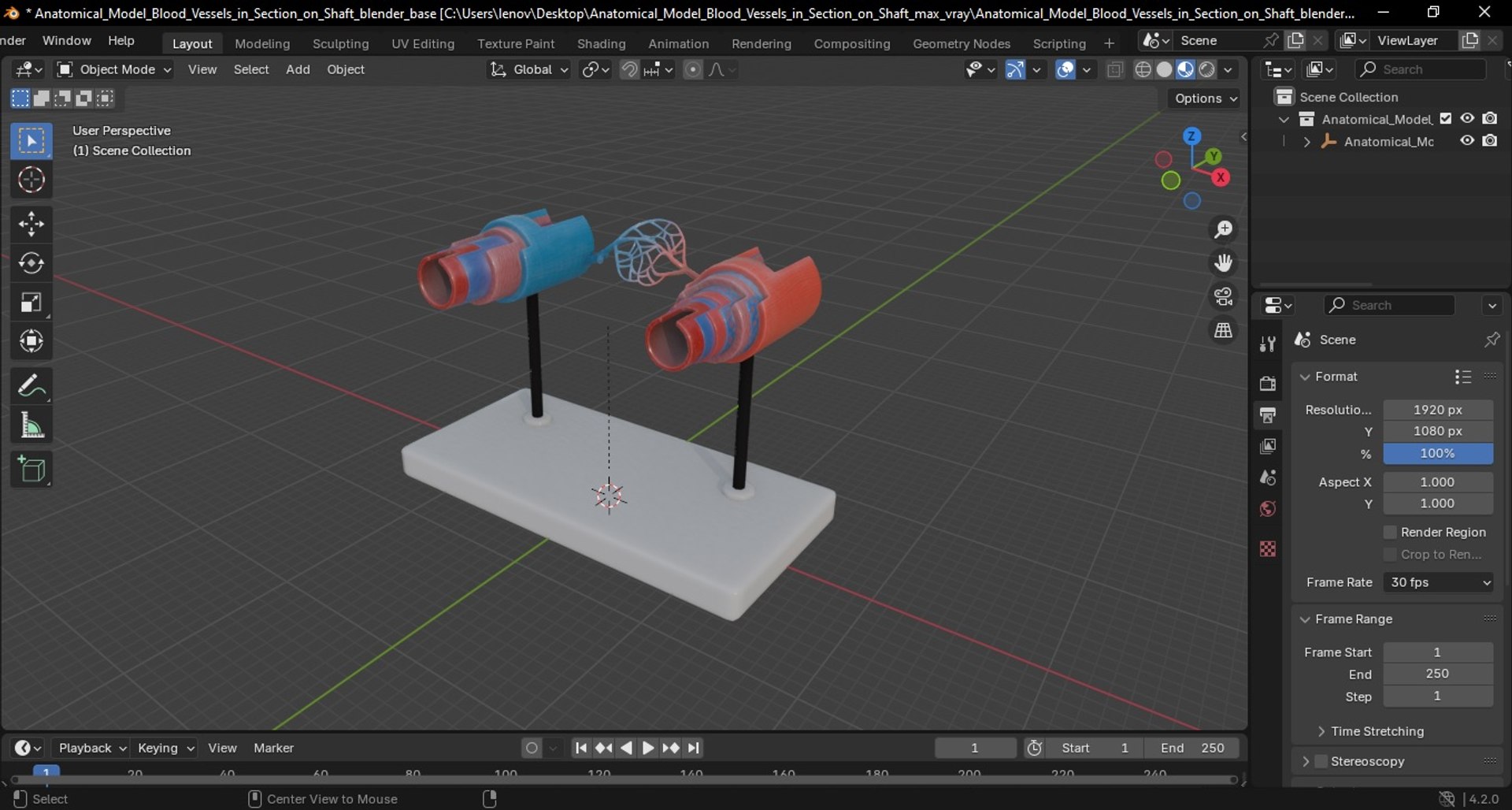 Anatomical Model Blood Vessels in Section on Shaft 3D https://p.turbosquid.com/ts-thumb/Wr/qTm4l5/h7/anatomical_model_blood_vessels_in_section_on_shaft_1010/jpg/1744320720/1920x1080/fit_q87/0094859423be1a81120d96754f52bbe903285665/anatomical_model_blood_vessels_in_section_on_shaft_1010.jpg