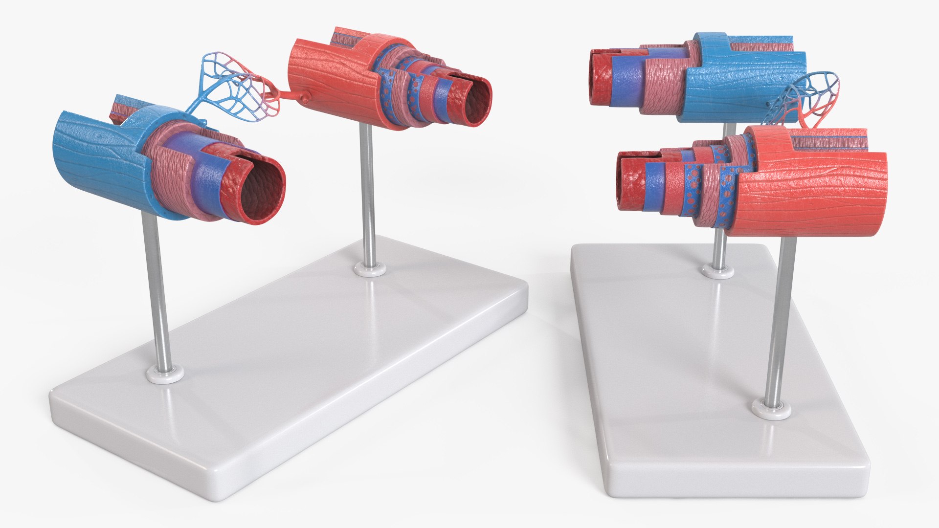 Anatomical Model Blood Vessels in Section on Shaft 3D https://p.turbosquid.com/ts-thumb/Wr/qTm4l5/nC/anatomical_model_blood_vessels_in_section_on_shaft_002/jpg/1744320395/1920x1080/fit_q87/a1e4592e5025c6526c6ceb8d88957dae0d1b6555/anatomical_model_blood_vessels_in_section_on_shaft_002.jpg