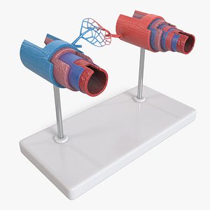 Anatomical Model Blood Vessels in Section on Shaft 3D