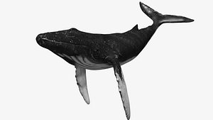 humpback whale 3d max