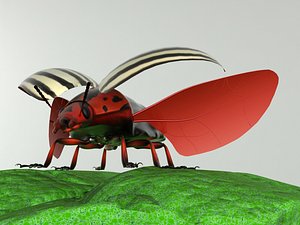 colorado potato beetle 3d model