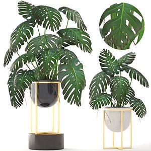 monstera pots west model