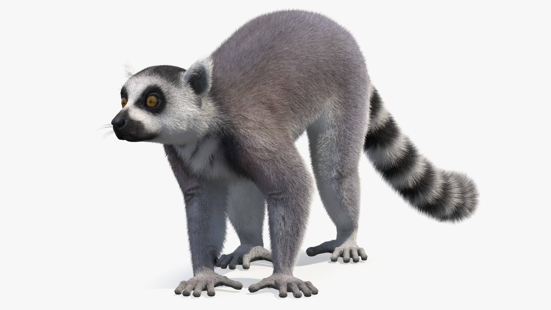 Grey Lemur Walking Fur 3D model preview