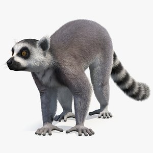 3D Grey Lemur Walking Fur