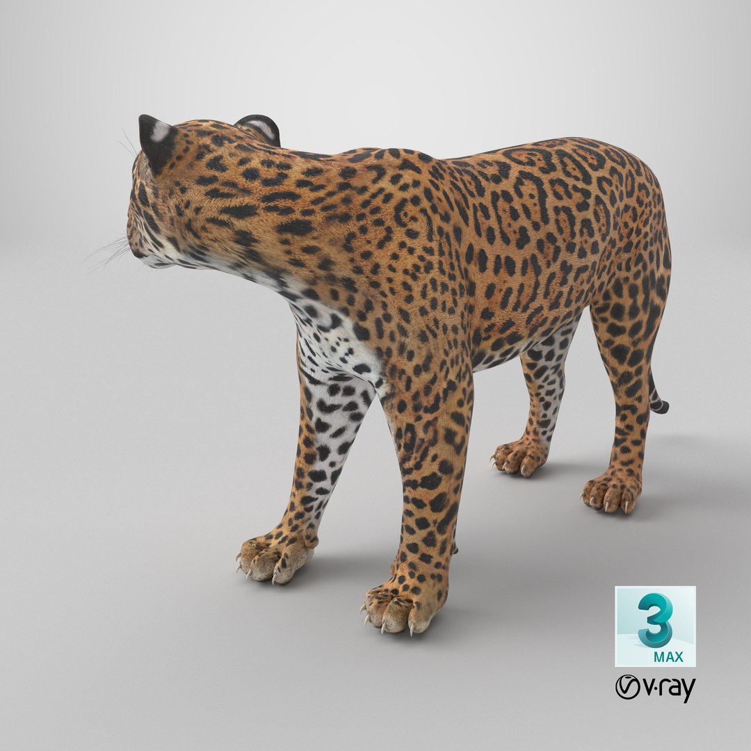 Jaguar Stand Pose 3D https://p.turbosquid.com/ts-thumb/Ws/BlhCVp/Hs/stemcell_max_vray_render/png/1718795816/1920x1080/fit_q87/d3fbba4a164b4c7d5e0b3d13763ceecb80fc309a/stemcell_max_vray_render.jpg