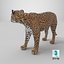 Postura de pie del jaguar