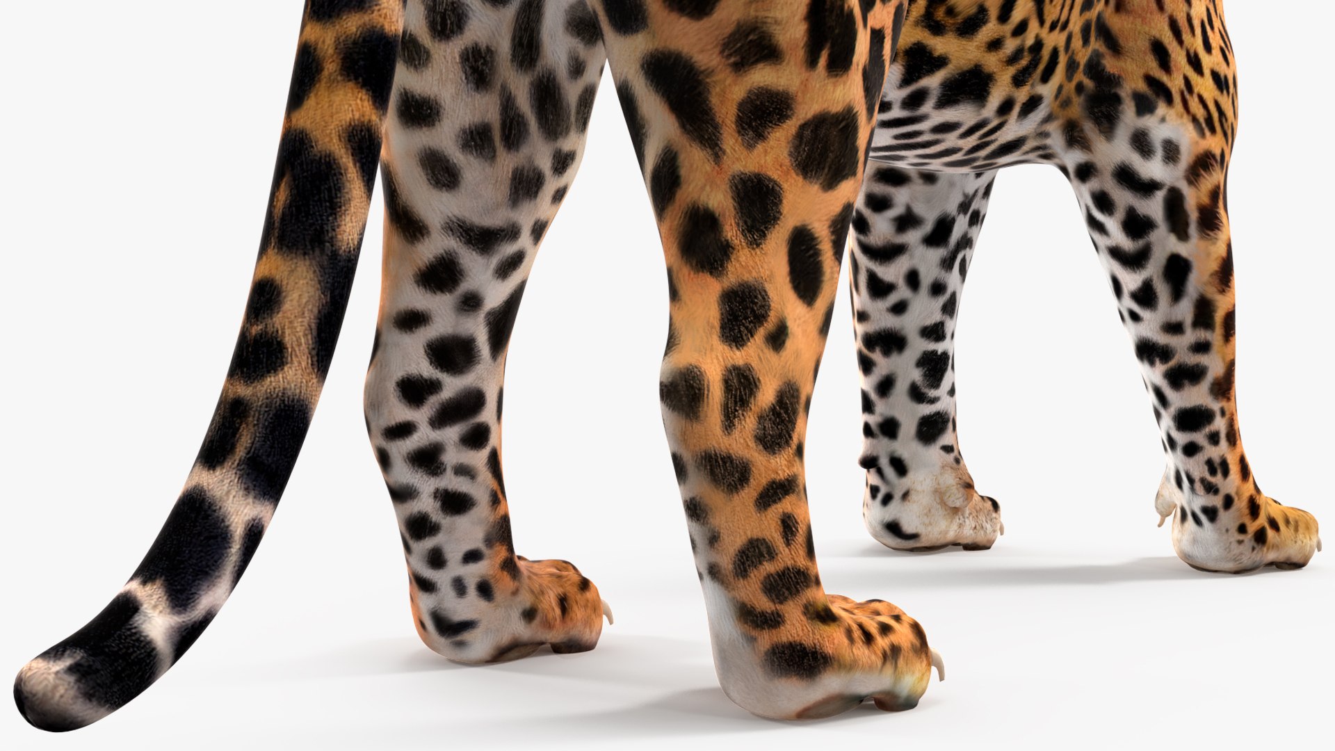 Jaguar Stand Pose 3D https://p.turbosquid.com/ts-thumb/Ws/BlhCVp/Qp/jaguarstandposec4dmodel020/jpg/1713409656/1920x1080/fit_q87/1d2ba712251f392fa94eae99cffc1efb57ec7a52/jaguarstandposec4dmodel020.jpg