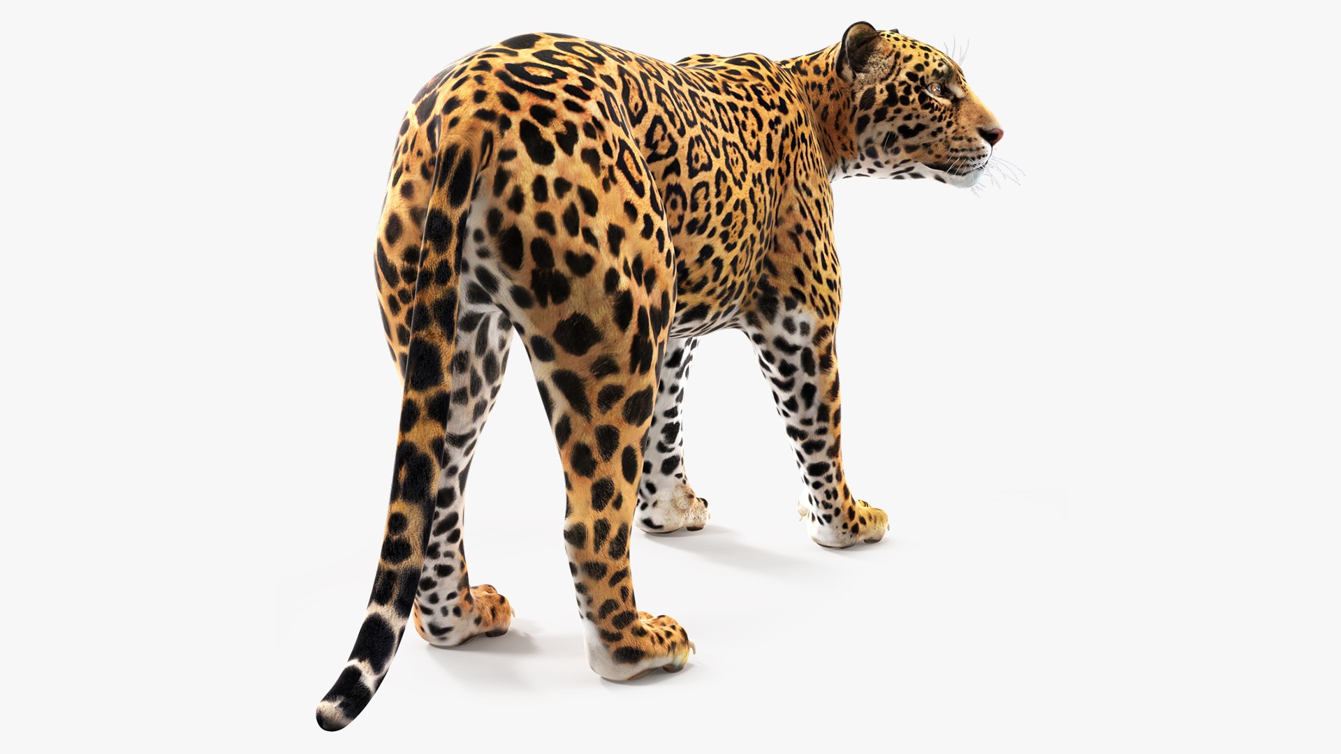 Jaguar Stand Pose 3D model preview