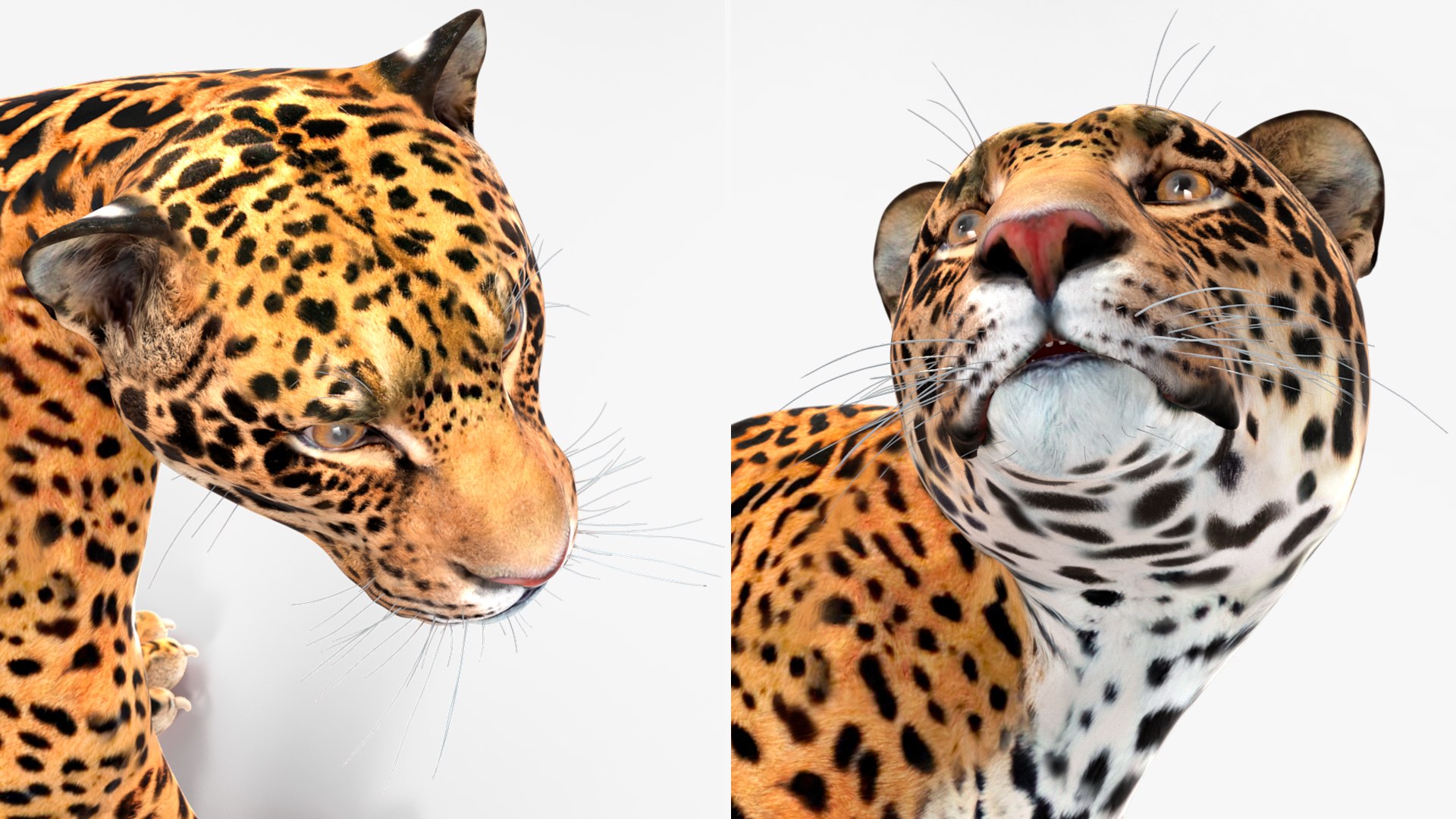 Jaguar Stand Pose 3D https://p.turbosquid.com/ts-thumb/Ws/BlhCVp/w3/jaguarstandposec4dmodel021/jpg/1713409661/1920x1080/fit_q87/59a5a011fd3041214743b1ce0587fd2e0cdd6519/jaguarstandposec4dmodel021.jpg