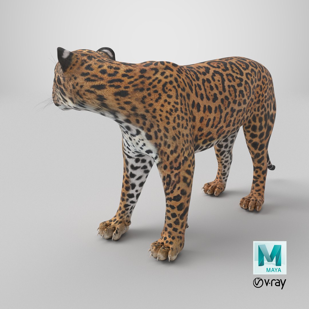 Jaguar Stand Pose 3D https://p.turbosquid.com/ts-thumb/Ws/BlhCVp/xk/stemcell_maya_vray_render/png/1718795810/1920x1080/fit_q87/b13f294dfde89af616386bbd17c8a08ffbb4bcc5/stemcell_maya_vray_render.jpg