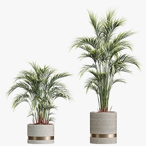 3D AV HousePlants Areca Majesty Cat Reed Palm Set02 model