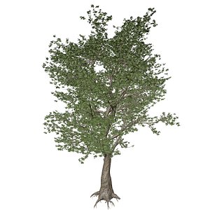 American Sycamore Tree - 01 -
