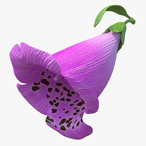 3D purple foxglove flower