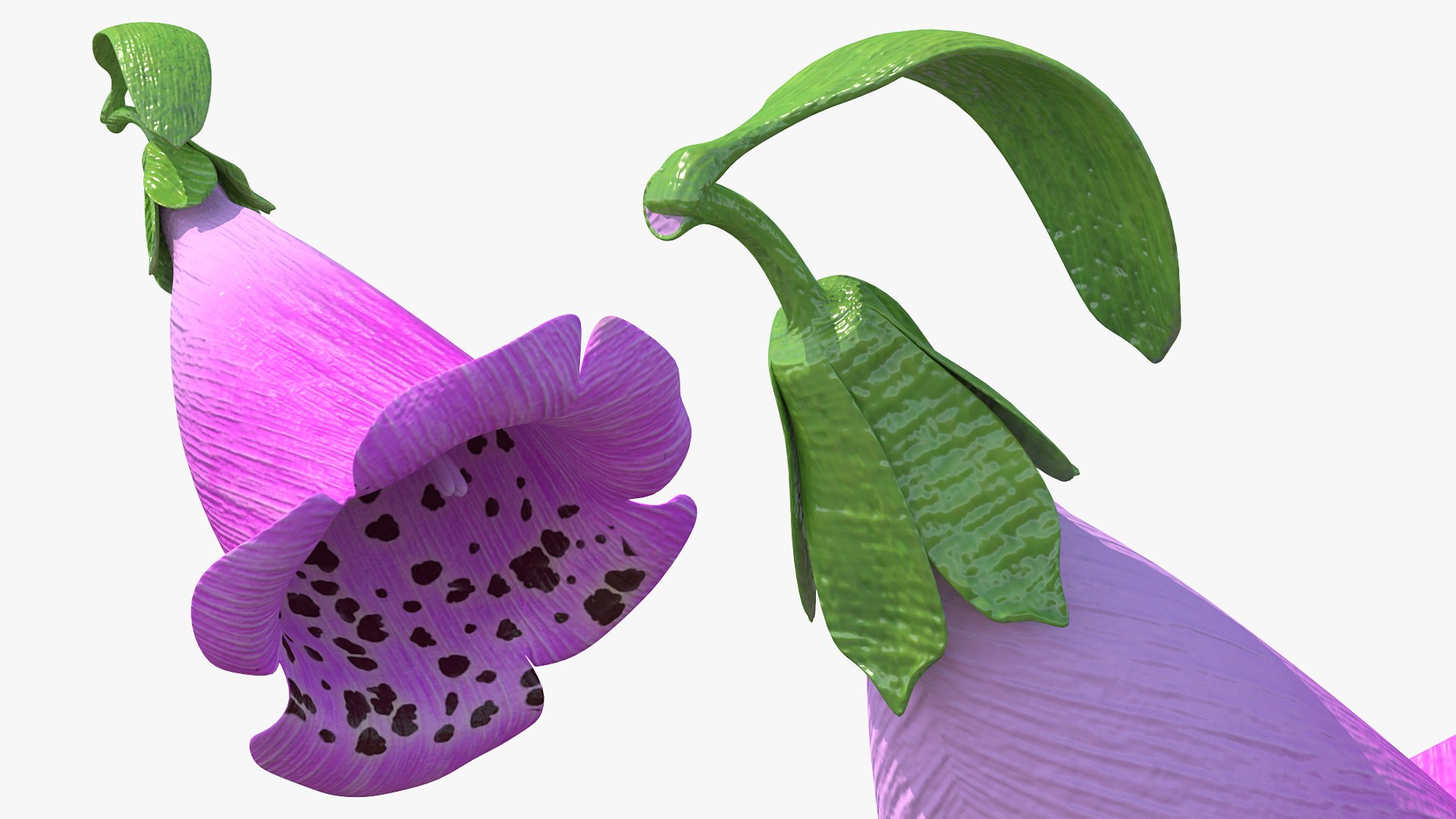 Purple Foxglove Flower 3D model preview