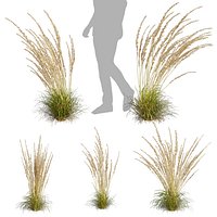 Collection plant vol 565 - Calamagrostis - Acutiflora - Karl - Foerster - 3Ds max - Cinema 4D