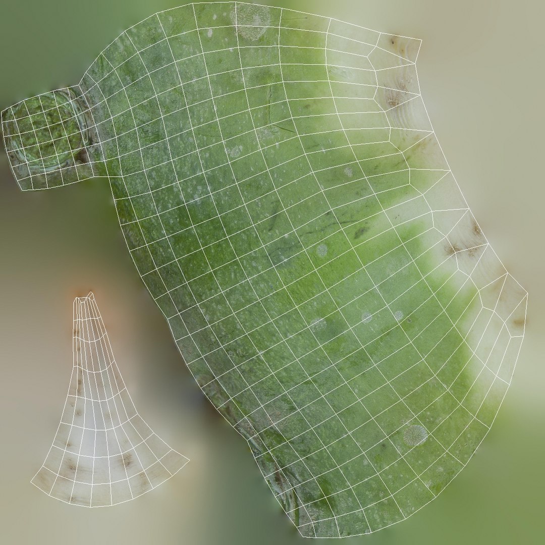 3d green raphanus model https://p.turbosquid.com/ts-thumb/Ws/TsOwxd/4hsIk0WF/greenraphanus_uv1/jpg/1480143481/1920x1080/fit_q87/e586e91a23c93d027afc3d4b364c6372ec99ec3d/greenraphanus_uv1.jpg