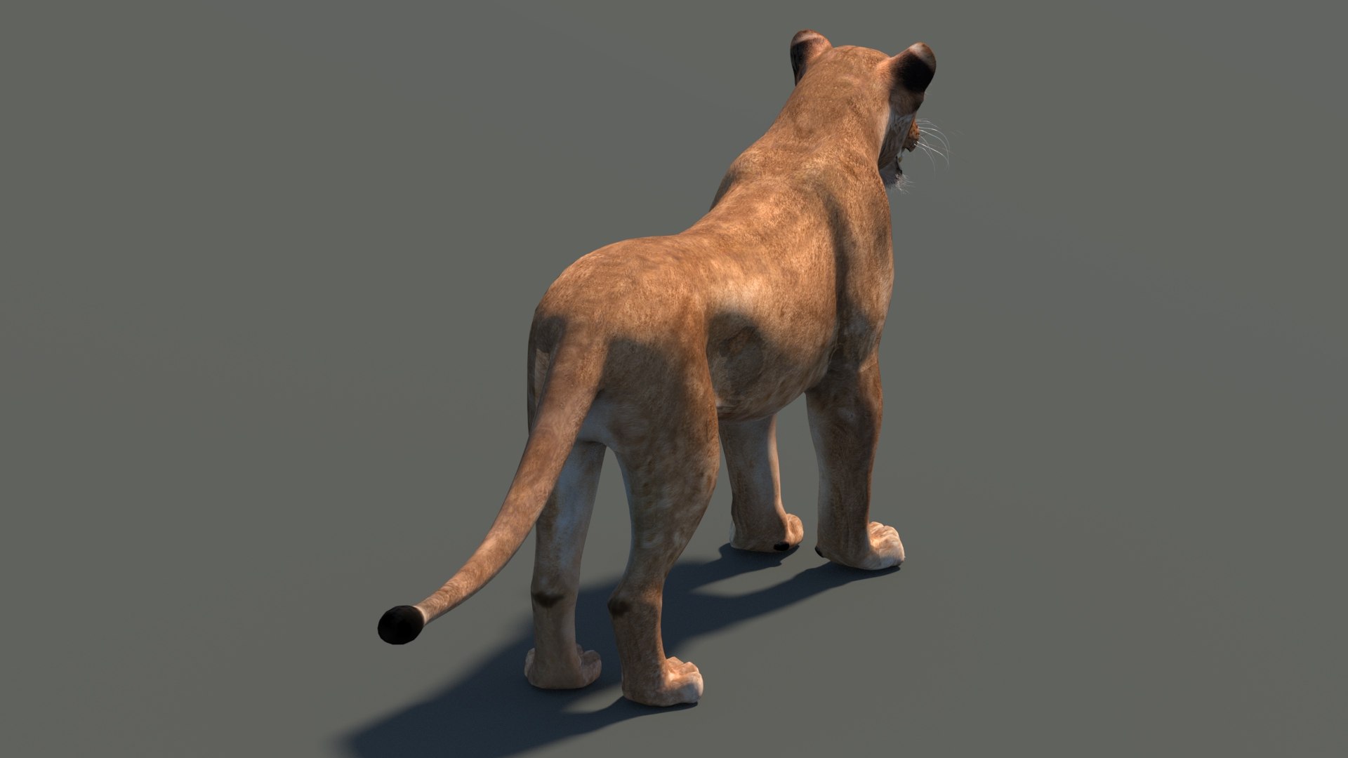 lioness lion 3d max https://p.turbosquid.com/ts-thumb/Ws/cx01f7/Af/lioness3dmodel08/jpg/1744049874/1920x1080/fit_q87/cc9aff507afa01962679dff0ce60d3412cd26512/lioness3dmodel08.jpg