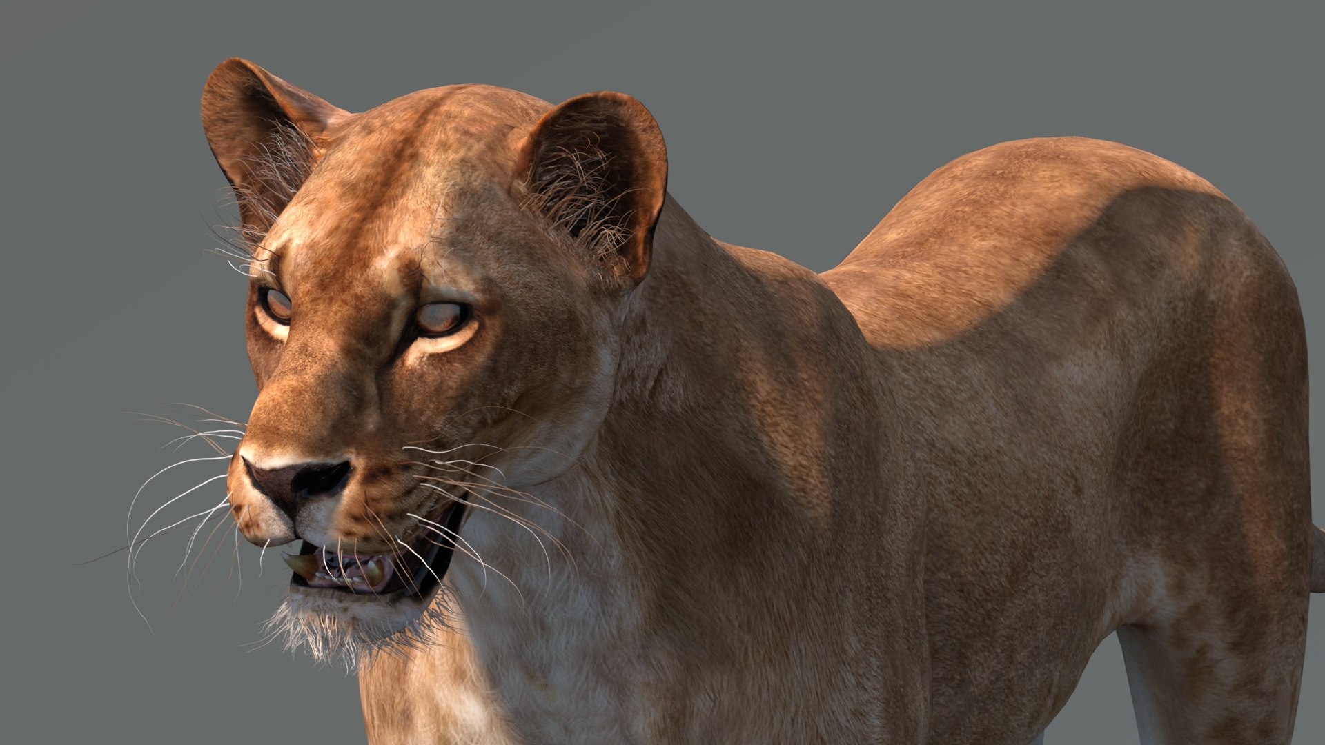 lioness lion 3d max https://p.turbosquid.com/ts-thumb/Ws/cx01f7/Hn/lioness3dmodel10/jpg/1744049875/1920x1080/fit_q87/373ec80385deaf026101177941a8fc737e457381/lioness3dmodel10.jpg