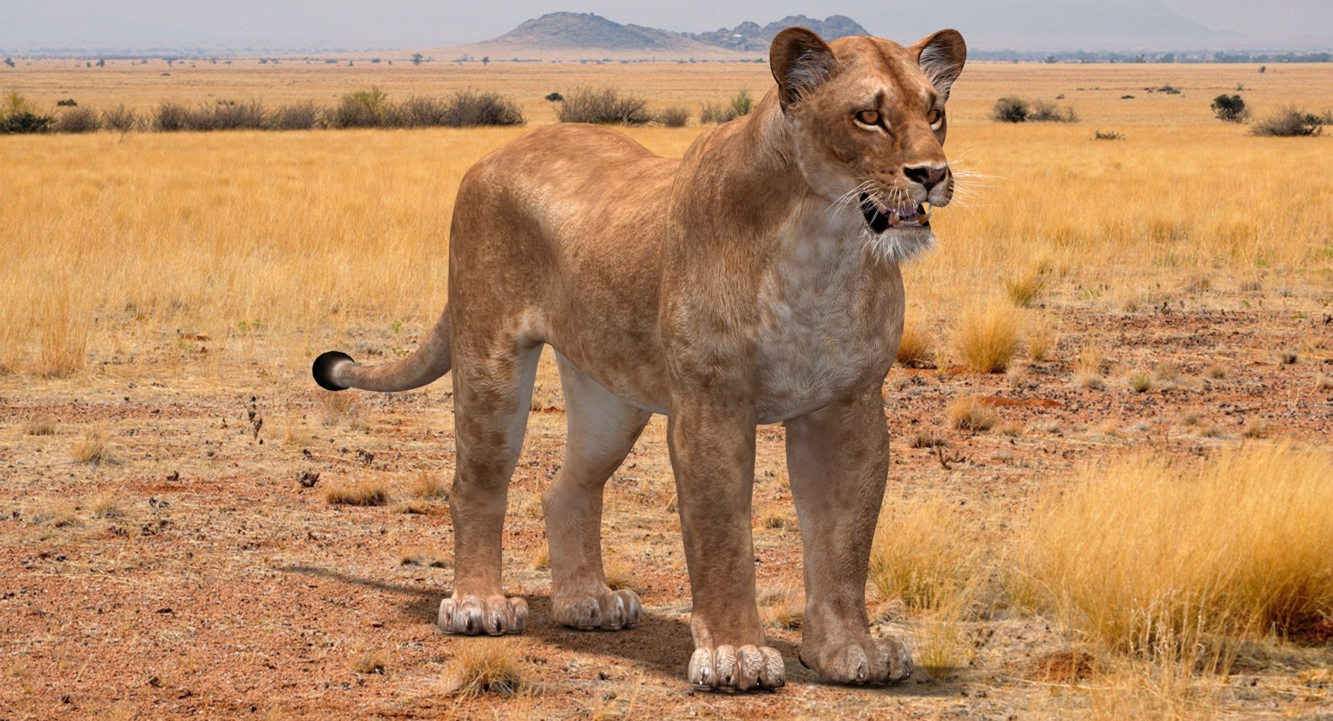 lioness lion 3d max https://p.turbosquid.com/ts-thumb/Ws/cx01f7/L7/lioness3dmodel03/jpg/1744049871/1920x1080/fit_q87/16ed1fb3a077f0b0204d259ff80c630ebac72bea/lioness3dmodel03.jpg