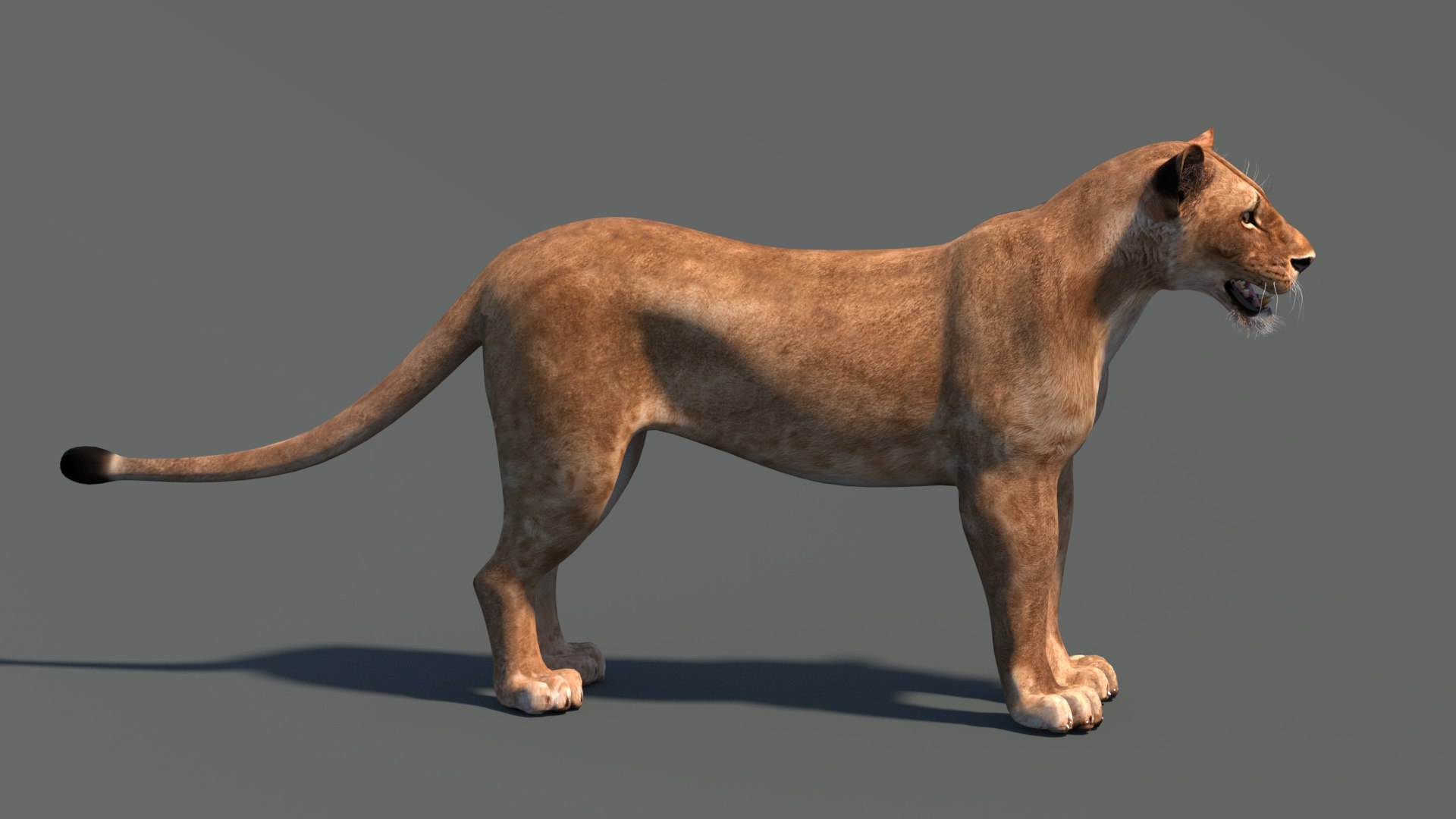 lioness lion 3d max https://p.turbosquid.com/ts-thumb/Ws/cx01f7/QB/lioness3dmodel07/jpg/1744049873/1920x1080/fit_q87/3c5a6f95636dcf666360d0292180984e2c8f7e4b/lioness3dmodel07.jpg