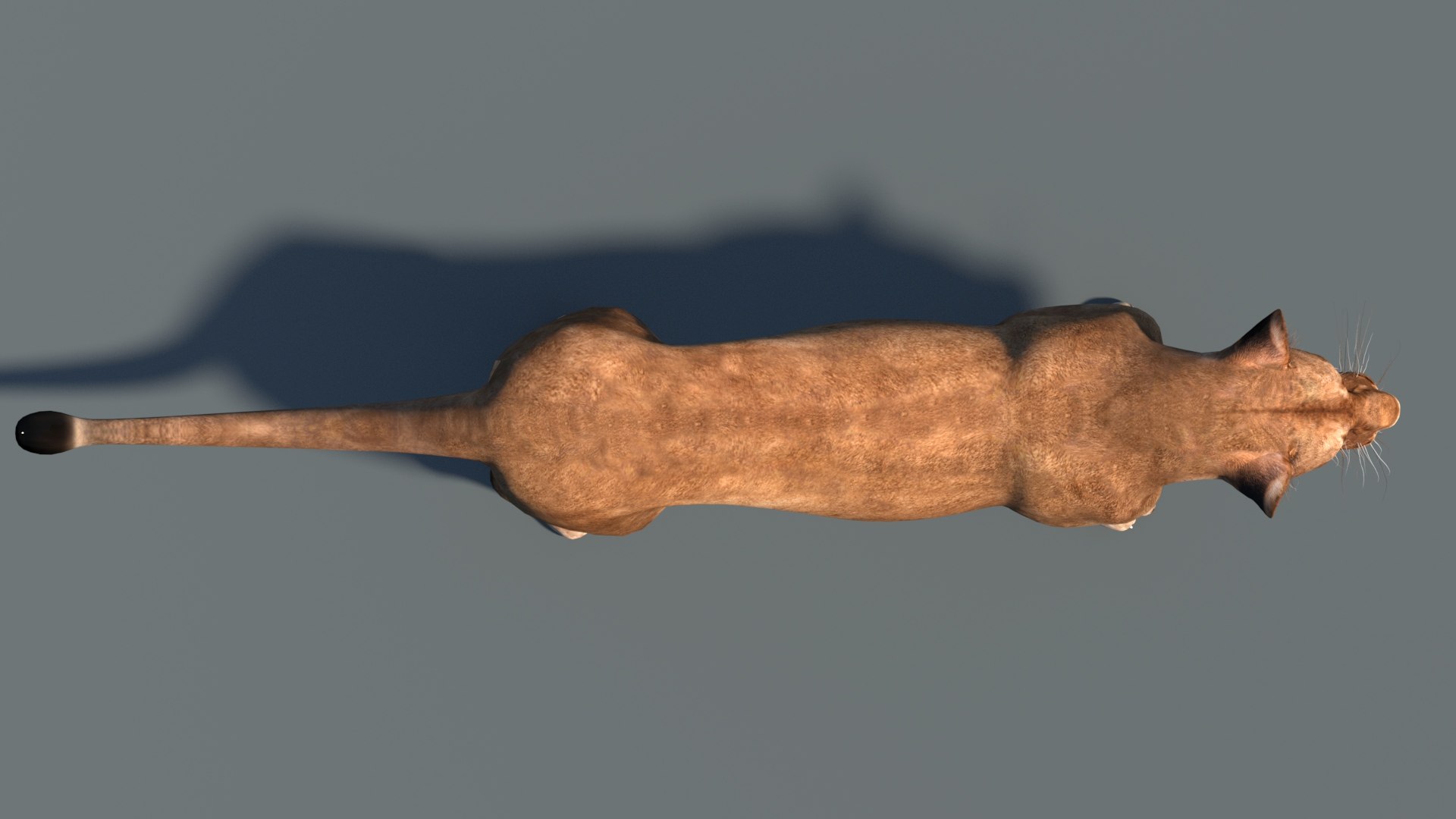 lioness lion 3d max https://p.turbosquid.com/ts-thumb/Ws/cx01f7/Vd/lioness3dmodel09/jpg/1744049875/1920x1080/fit_q87/33925465d681a18747b9e3f674dbc363e7bb07c0/lioness3dmodel09.jpg
