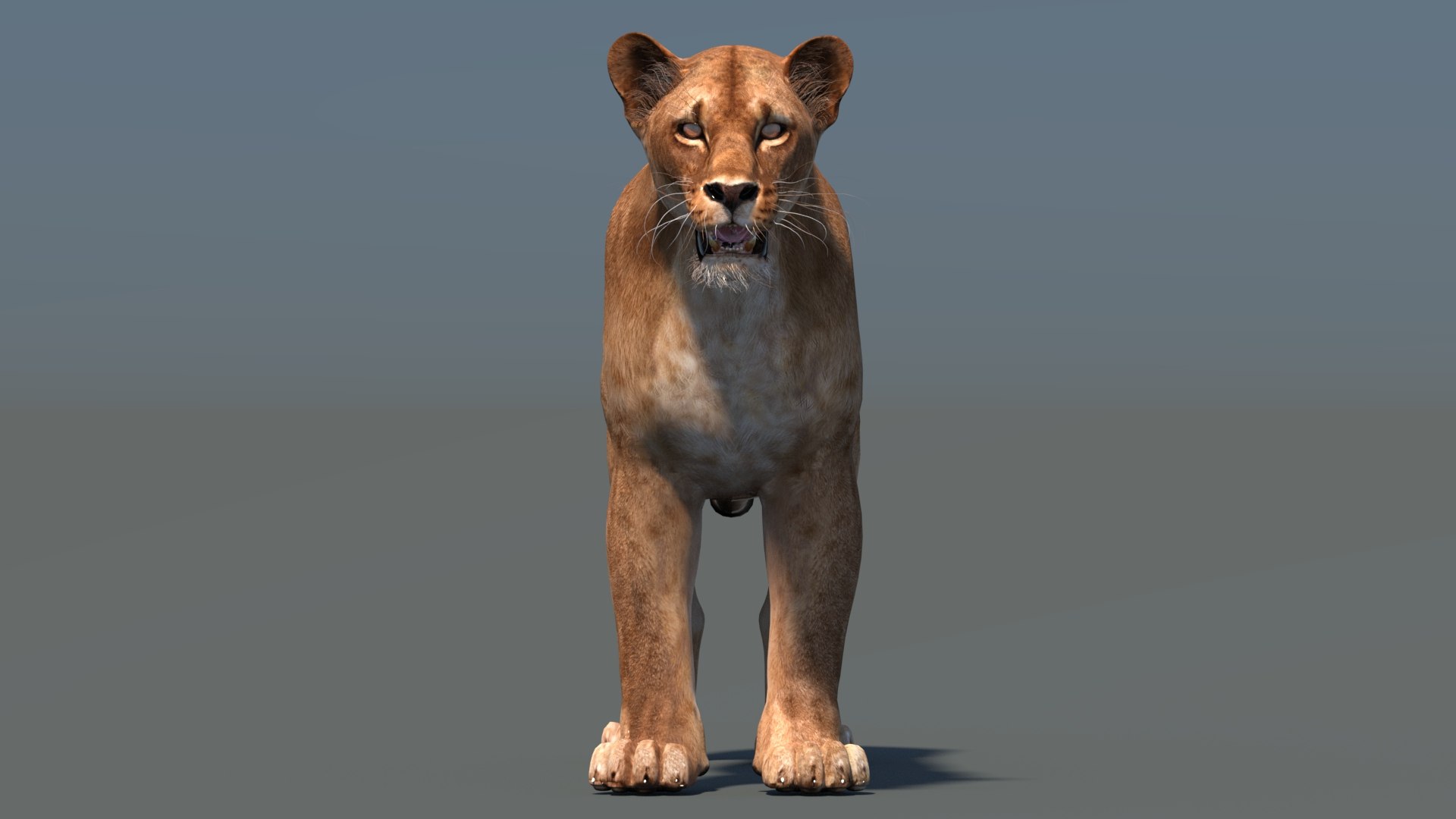 lioness lion 3d max https://p.turbosquid.com/ts-thumb/Ws/cx01f7/Vg/lioness3dmodel05/jpg/1744049872/1920x1080/fit_q87/bc1648db41a3b19aefba4c242bb233e854dbabfb/lioness3dmodel05.jpg