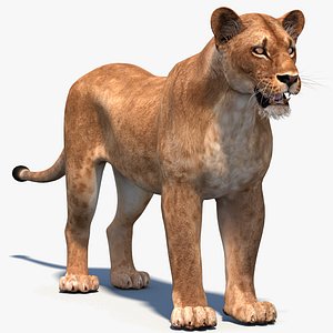 3D Lioness  Model