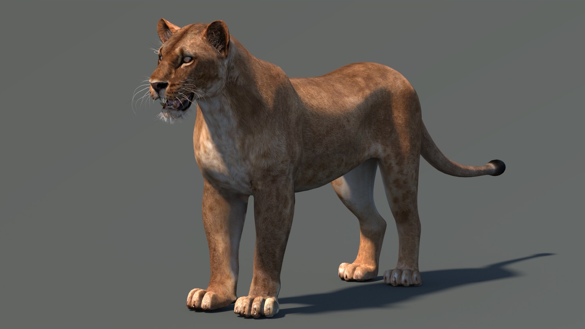lioness lion 3d max https://p.turbosquid.com/ts-thumb/Ws/cx01f7/eL/lioness3dmodel04/jpg/1744049873/1920x1080/fit_q87/9f3b6fd2af30e660b4e97e4331b7a5ac2f49763c/lioness3dmodel04.jpg