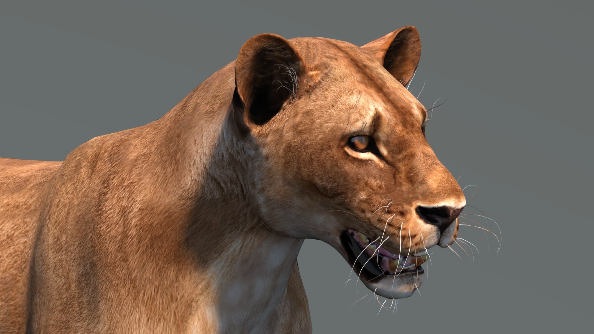 lioness lion 3d max https://p.turbosquid.com/ts-thumb/Ws/cx01f7/ec/lioness3dmodel12/jpg/1744049876/1920x1080/fit_q87/df848c75474b768a470ccd9958a04015eae77f50/lioness3dmodel12.jpg