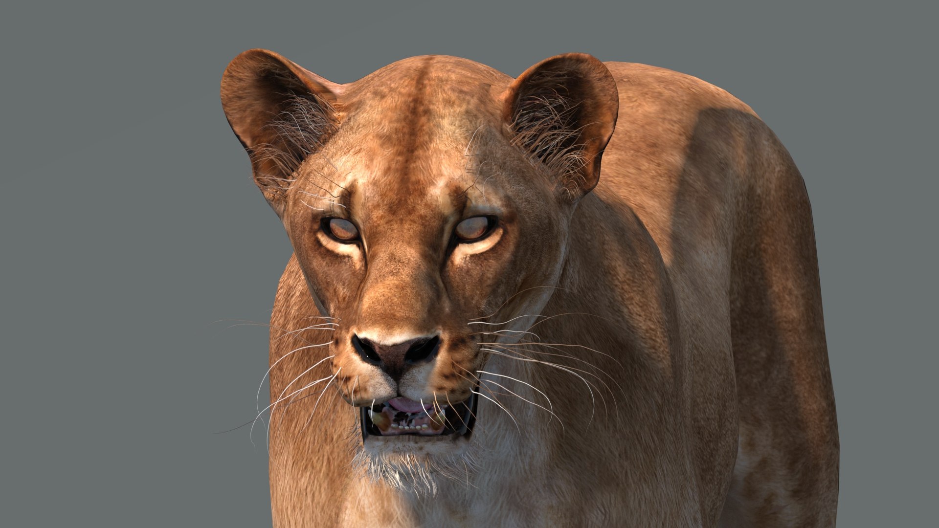 lioness lion 3d max https://p.turbosquid.com/ts-thumb/Ws/cx01f7/ik/lioness3dmodel11/jpg/1744049876/1920x1080/fit_q87/b7ad4538051dc9cf7acd7fc71f6d179b414ca7f3/lioness3dmodel11.jpg