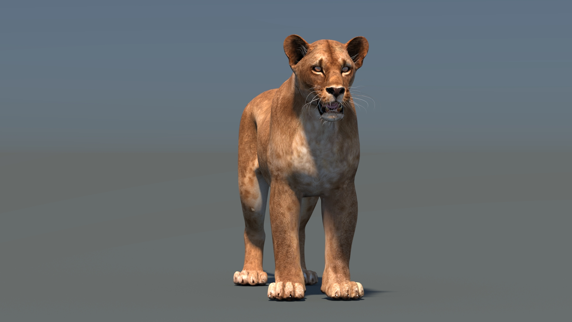 lioness lion 3d max https://p.turbosquid.com/ts-thumb/Ws/cx01f7/tY/lioness3dmodel/jpg/1744049877/1920x1080/turn_fit_q99/020acedd1ab0035c77cec6f70ed0cc9f86d56f32/lioness3dmodel-1.jpg