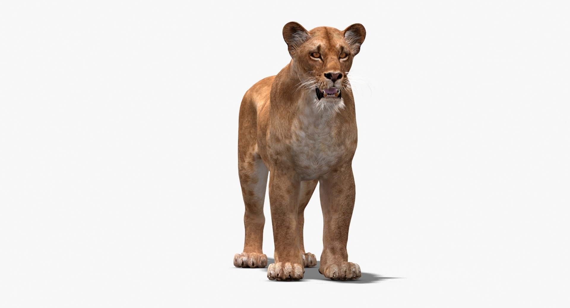 lioness lion 3d max https://p.turbosquid.com/ts-thumb/Ws/cx01f7/ydJNUths/lioness_3600001.jpg873f979842b34326b98e9284f6196fa1zoom/jpg/1437414790/1920x1080/turn_fit_q99/b1c02e92baba842782f9d9b626b96469c649c19e/lioness_3600001.jpg873f979842b34326b98e9284f6196fa1zoom-1.jpg