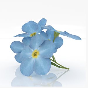 Forget-me-not flowers decor herb 3D model