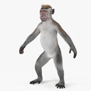 Standing Rhesus Macaque Monkey Gray Fur for Cinema 4D