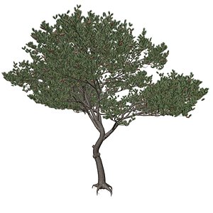 3D model Italian Stone Pine Tree - 06 -