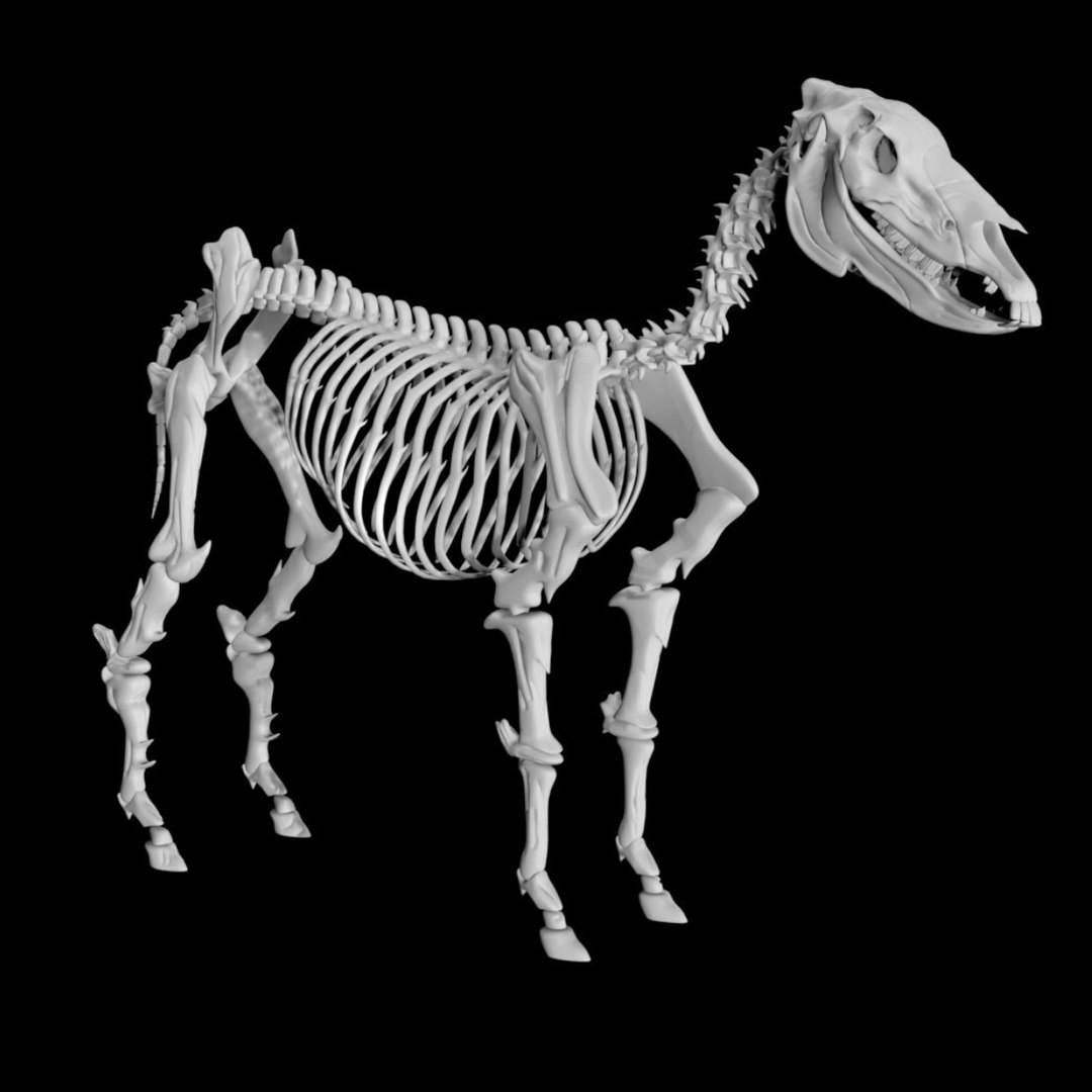 高品質！ ロバ（Donkey）頭骨　♂ ロバの骨格3Dモデル - TurboSquid 1887841