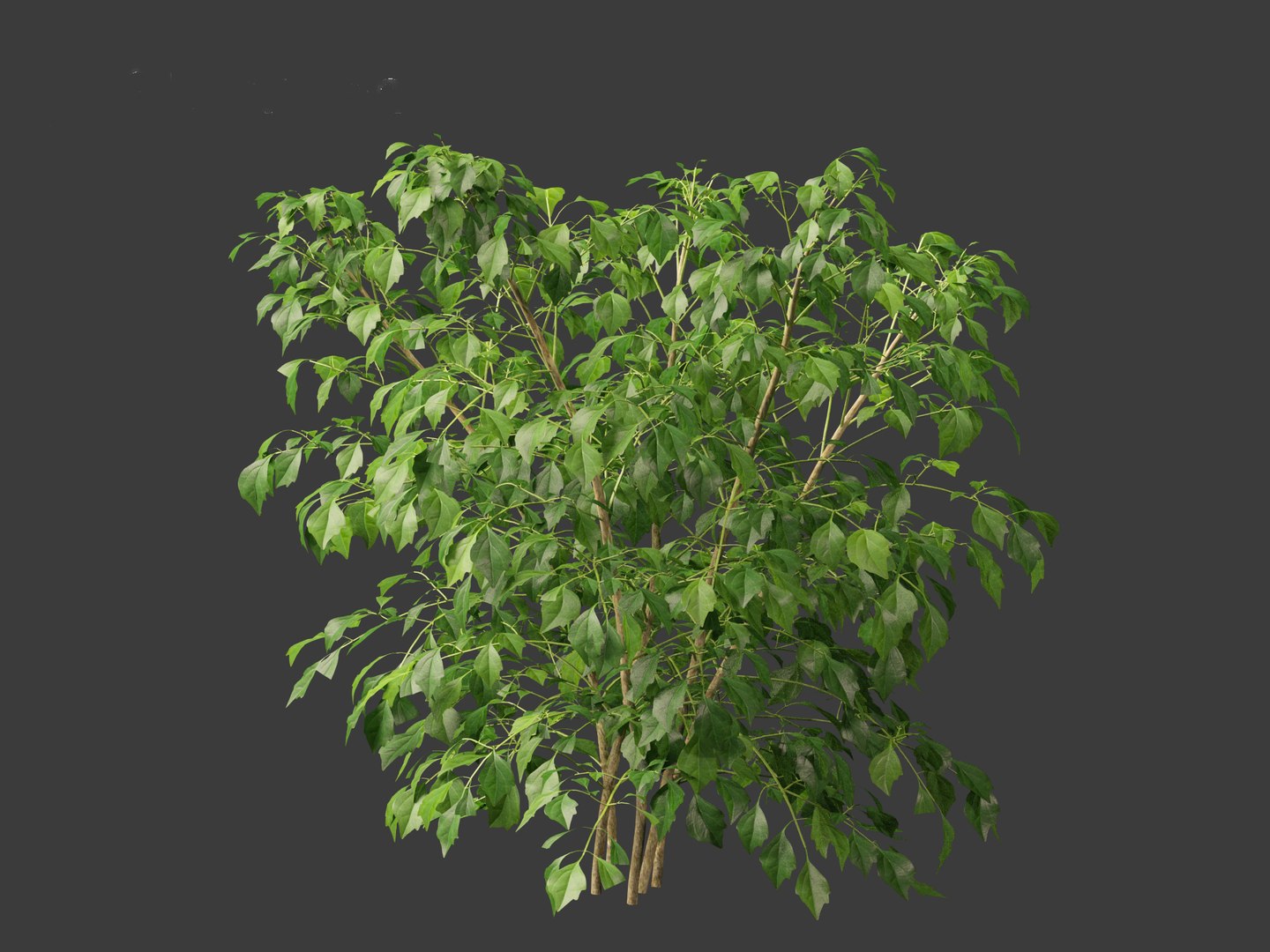 3D Radermachera sinica - China Doll Plant 01 https://p.turbosquid.com/ts-thumb/Ws/mhaIYc/15/radermacherasinica_018/jpg/1697033171/1920x1080/fit_q87/795674b71bd913d4b77af872caa3edc04b21f034/radermacherasinica_018.jpg