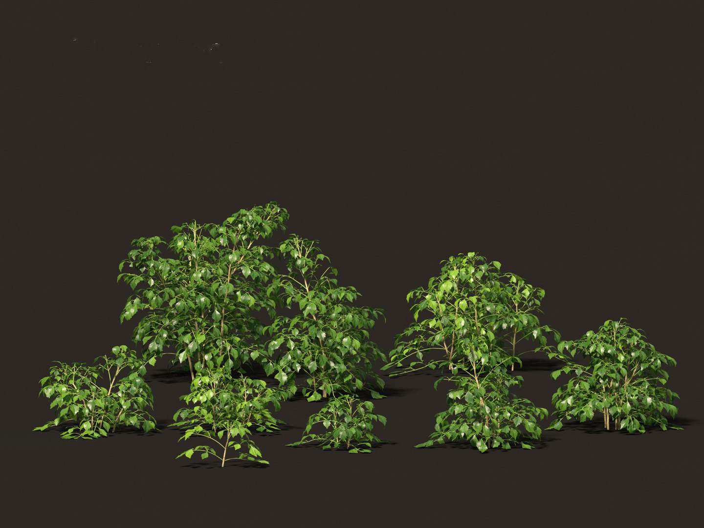 3D Radermachera sinica - China Doll Plant 01 https://p.turbosquid.com/ts-thumb/Ws/mhaIYc/1f/radermacherasinica_017/jpg/1697033169/1920x1080/fit_q87/92357cf8998783e76bb1d8633856c1abc3ccaeeb/radermacherasinica_017.jpg