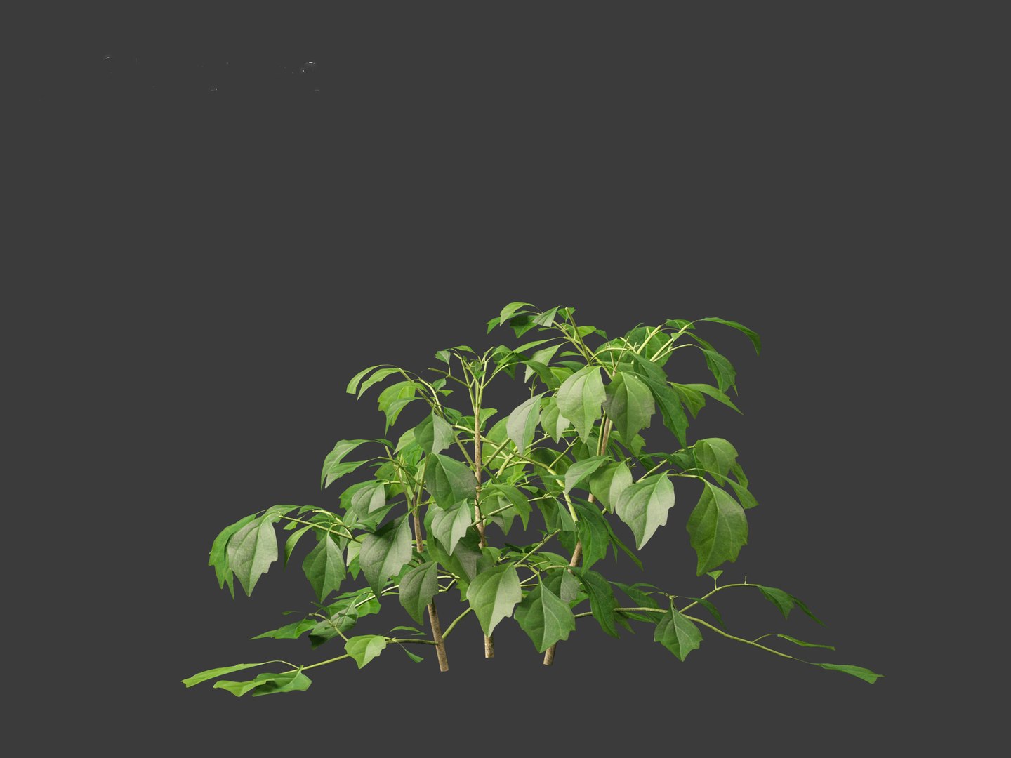 3D Radermachera sinica - China Doll Plant 01 https://p.turbosquid.com/ts-thumb/Ws/mhaIYc/2S/radermacherasinica_0112/jpg/1697033178/1920x1080/fit_q87/33a04309f2b6bb4c28de0401d777297c7106055f/radermacherasinica_0112.jpg