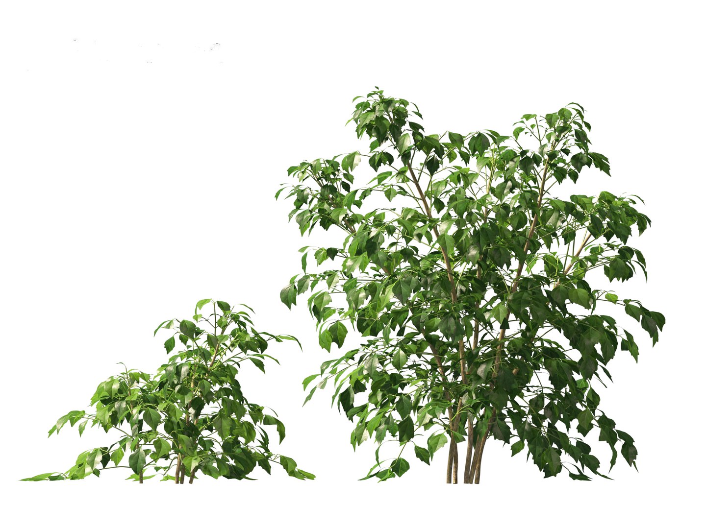 3D Radermachera sinica - China Doll Plant 01 https://p.turbosquid.com/ts-thumb/Ws/mhaIYc/86/radermacherasinica_0110/jpg/1697033177/1920x1080/fit_q87/e76d4358c32a8130db18a97fe6ec49c5c5e77b11/radermacherasinica_0110.jpg