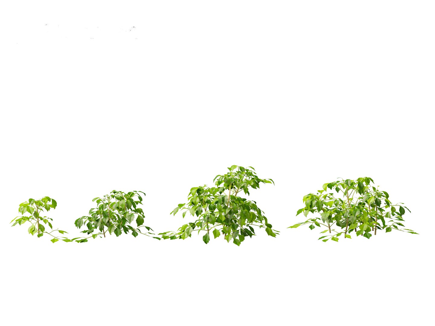 3D Radermachera sinica - China Doll Plant 01 https://p.turbosquid.com/ts-thumb/Ws/mhaIYc/9r/radermacherasinica_013/jpg/1697033162/1920x1080/fit_q87/8269e5b08b8289ac90f0c65c2eff6025c837cda5/radermacherasinica_013.jpg