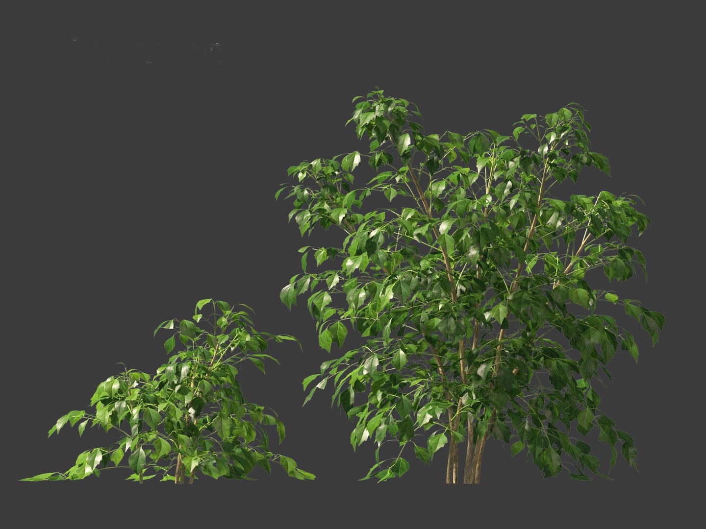 3D Radermachera sinica - China Doll Plant 01 https://p.turbosquid.com/ts-thumb/Ws/mhaIYc/Dk/radermacherasinica_0111/jpg/1697033186/1920x1080/fit_q87/cf6ac34435decb75dc4a6ee20782b43691820a6f/radermacherasinica_0111.jpg