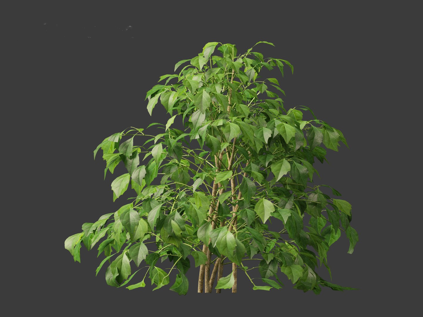 3D Radermachera sinica - China Doll Plant 01 https://p.turbosquid.com/ts-thumb/Ws/mhaIYc/HN/radermacherasinica_0115/jpg/1697033185/1920x1080/fit_q87/cb6a5399080c8ba1b673448ca547723047450ac0/radermacherasinica_0115.jpg