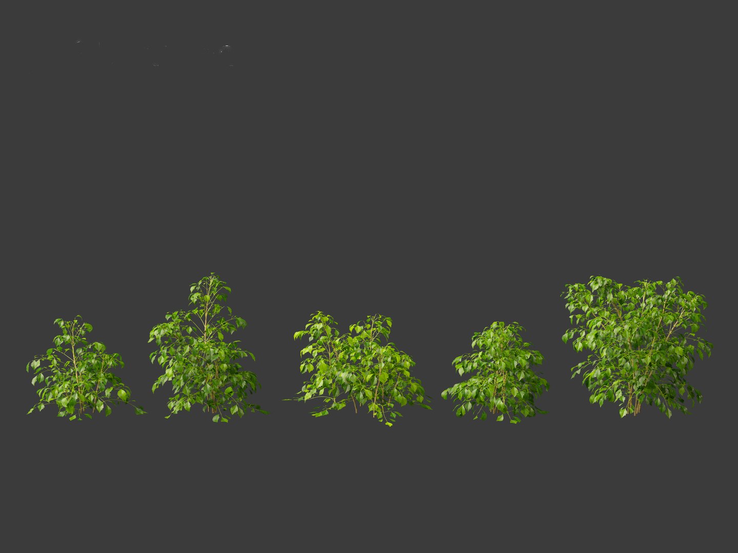 3D Radermachera sinica - China Doll Plant 01 https://p.turbosquid.com/ts-thumb/Ws/mhaIYc/KZ/radermacherasinica_016/jpg/1697033167/1920x1080/fit_q87/c4498ce4f9bd121b2c2b782dad255e954f08da7b/radermacherasinica_016.jpg