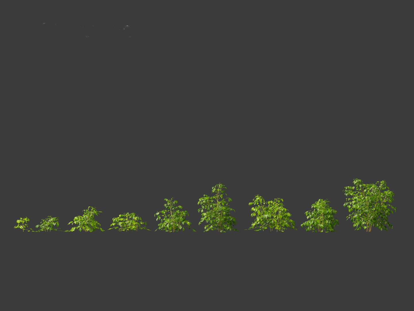3D Radermachera sinica - China Doll Plant 01 https://p.turbosquid.com/ts-thumb/Ws/mhaIYc/Kt/radermacherasinica_012/jpg/1697033161/1920x1080/fit_q87/ae395c78c1b91820be2416bf5f341e3ae9bf11b1/radermacherasinica_012.jpg