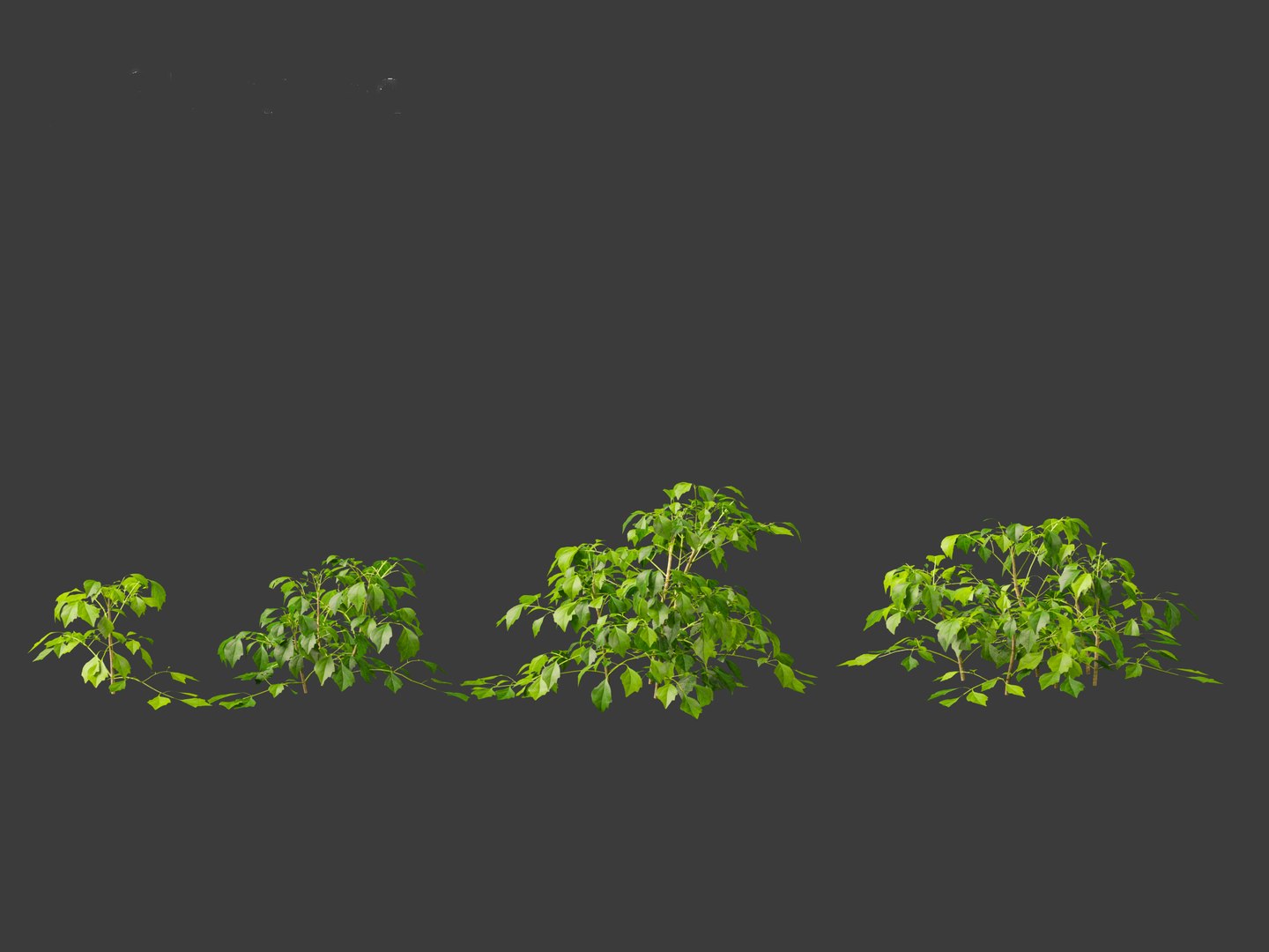 3D Radermachera sinica - China Doll Plant 01 https://p.turbosquid.com/ts-thumb/Ws/mhaIYc/oT/radermacherasinica_014/jpg/1697033163/1920x1080/fit_q87/213380adaed1a4d9a98a093795f787201538def4/radermacherasinica_014.jpg