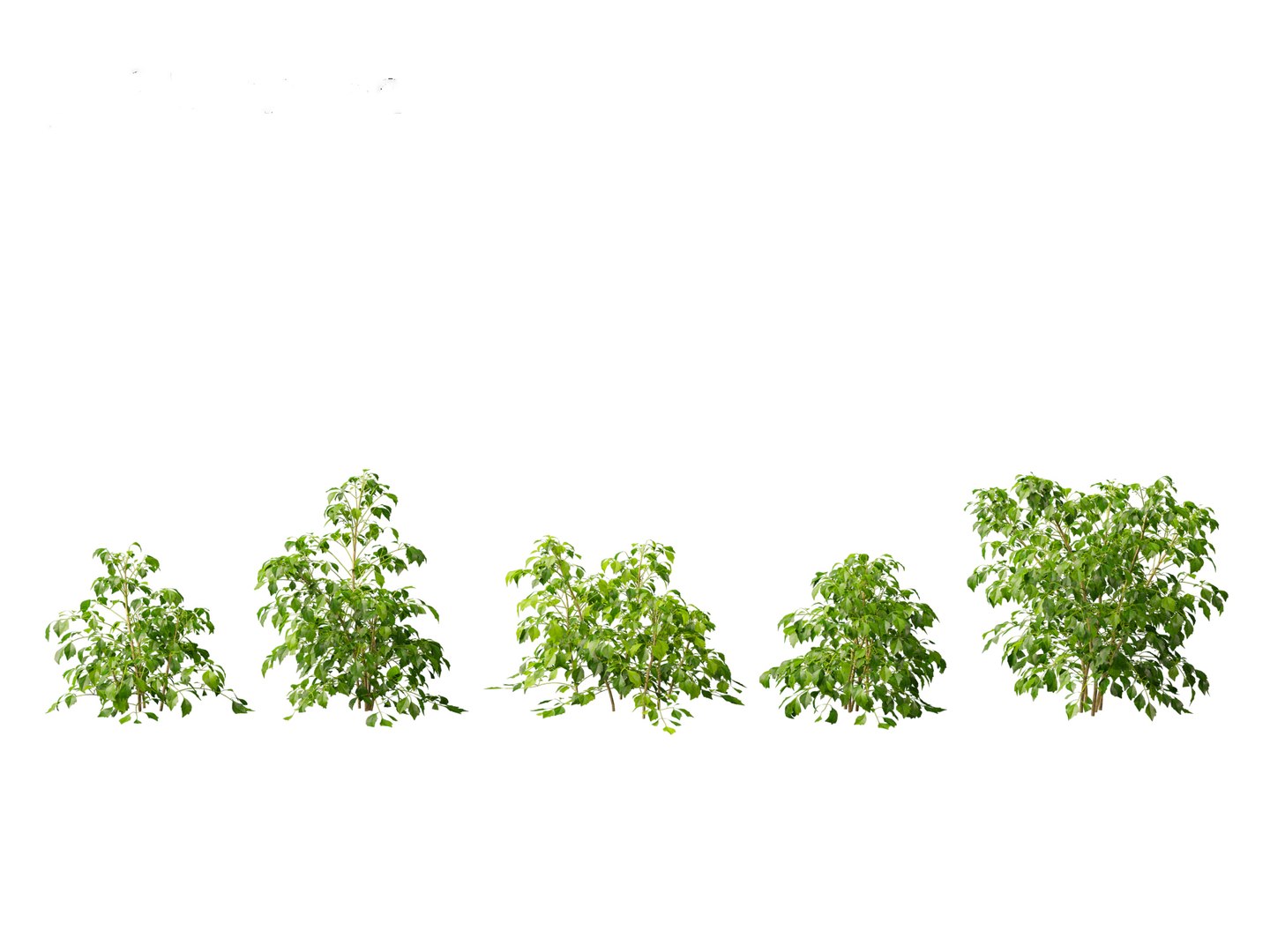 3D Radermachera sinica - China Doll Plant 01 https://p.turbosquid.com/ts-thumb/Ws/mhaIYc/uW/radermacherasinica_015/jpg/1697033165/1920x1080/fit_q87/58fc86f5d36162d1d24bf81020565e024776b8bf/radermacherasinica_015.jpg